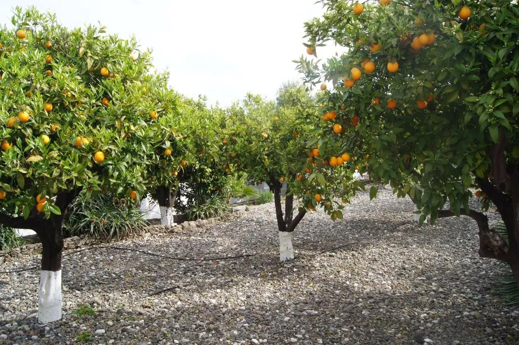 Room, Casa De Orange, Costa Del Sol
