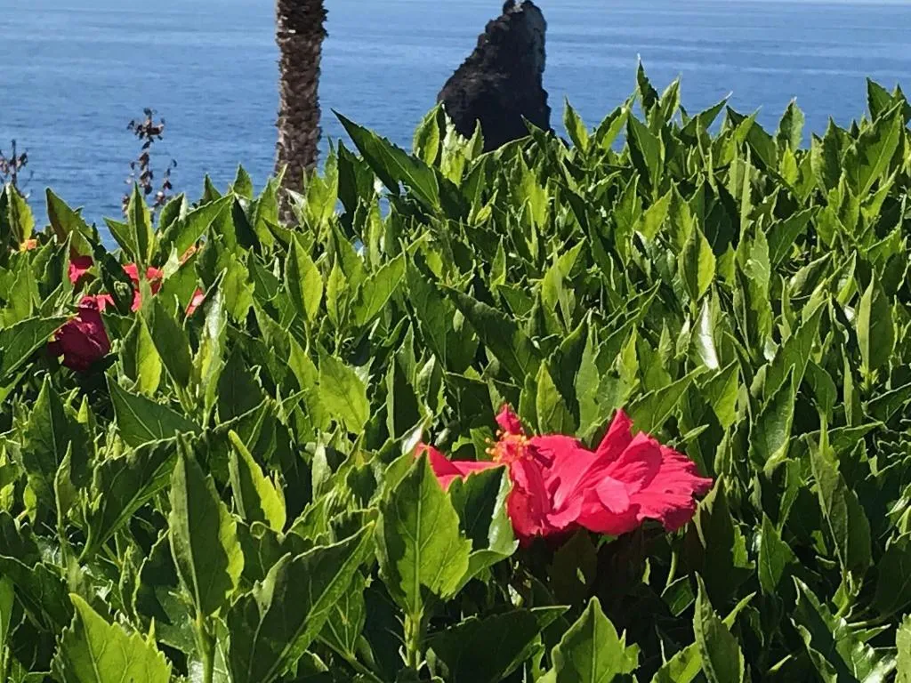 General view, Apartamentos Do Mar, Madeira