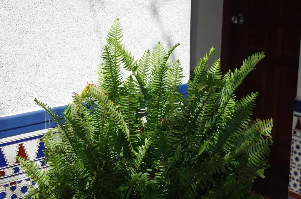 Lobby, Pension Aduar, Costa Del Sol