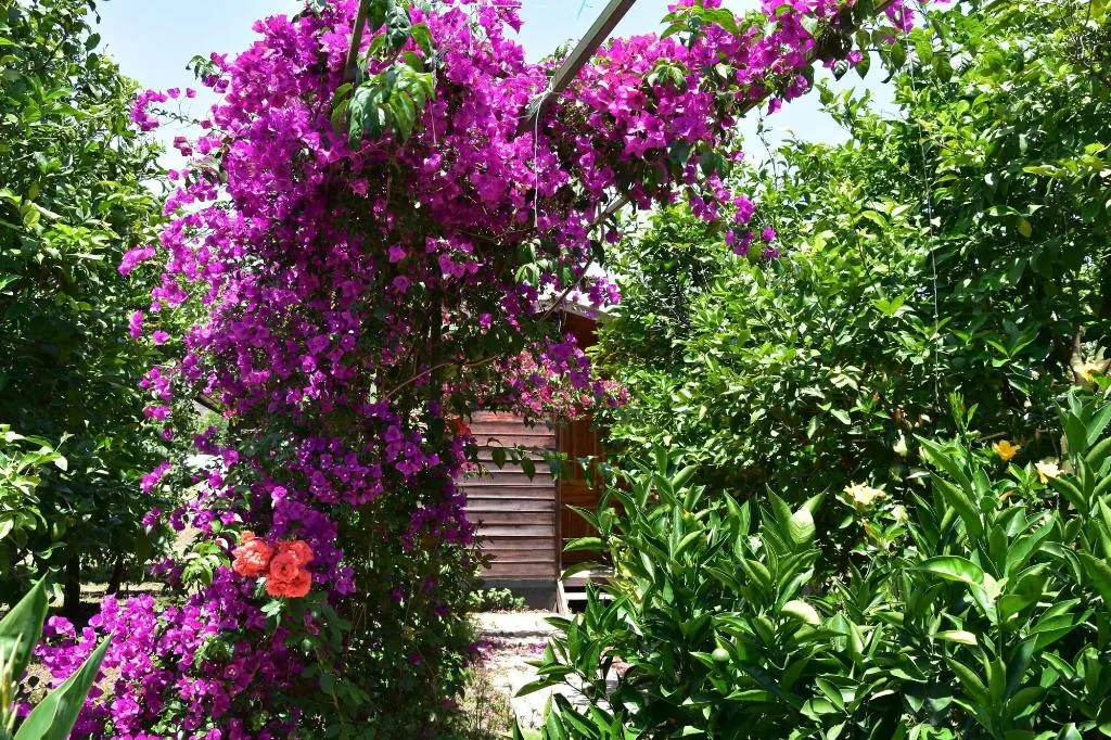 General view, Lemon Garden Lodge, Antalya