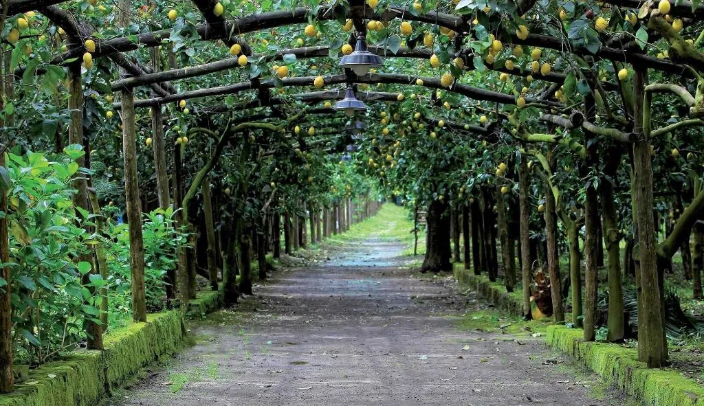 Terrace, Agriturismo Il Convento, Naples