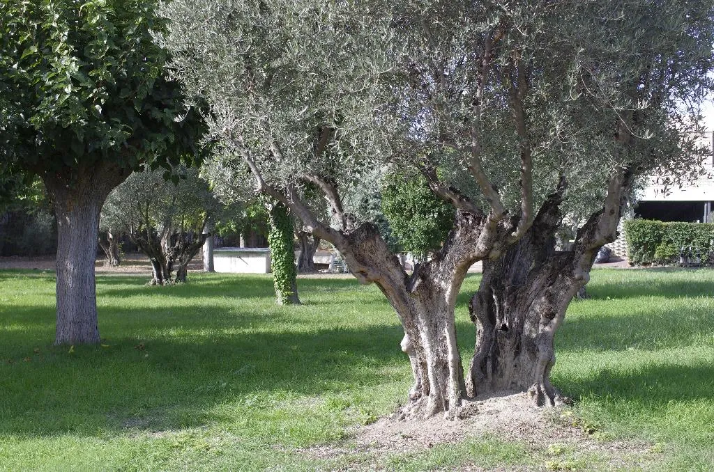 General view, Los Olivos, Madrid