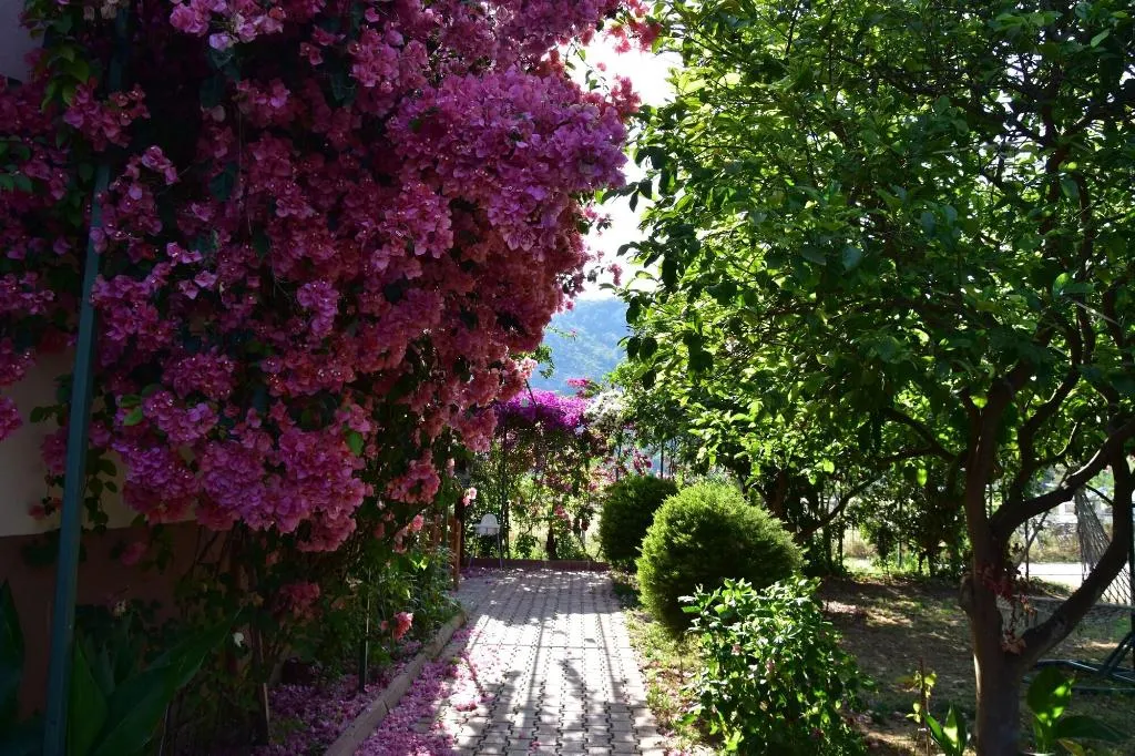 Room, Lemon Garden Lodge, Antalya