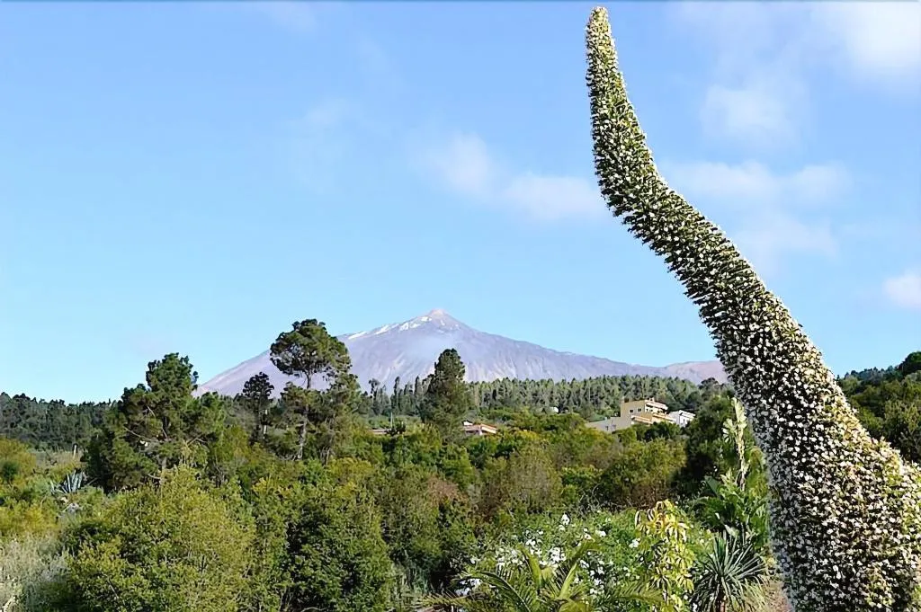 General view, Casonas de Marengo, Tenerife