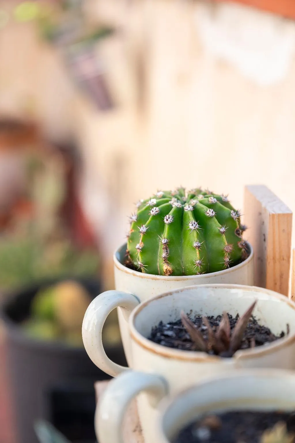 Terrace, Hesperia Barri Gòtic, Barcelona