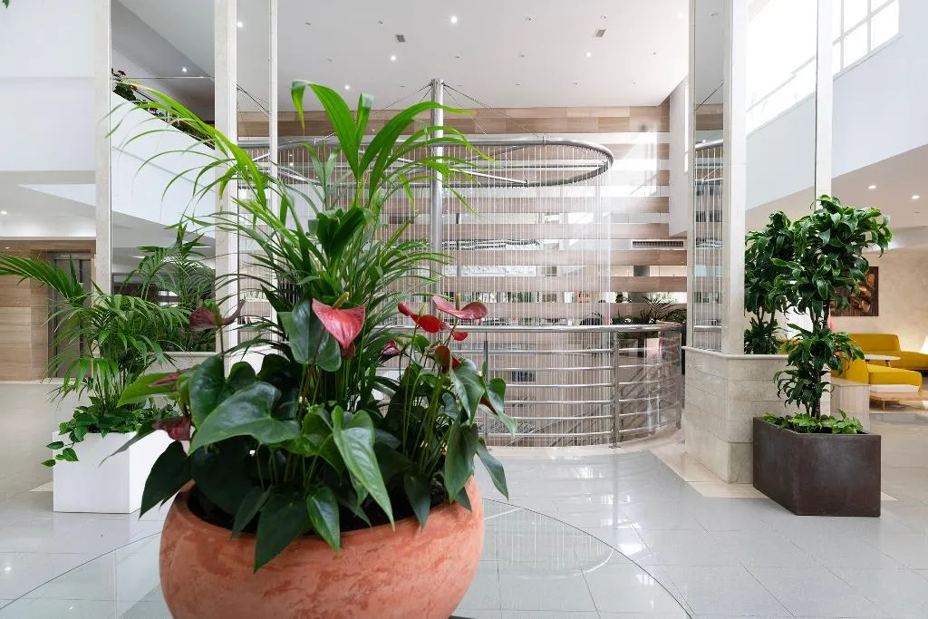 Lobby, Timor, Majorca