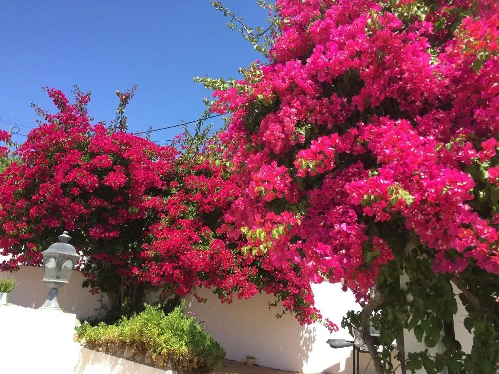 General view, Winniehill, Algarve