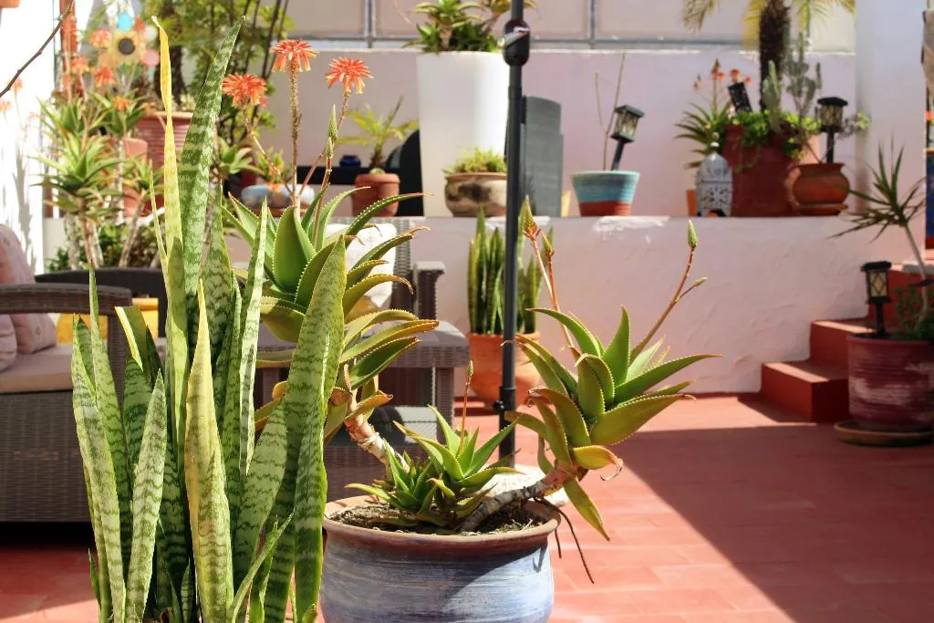 Terrace, Riad Meftaha, Rabat