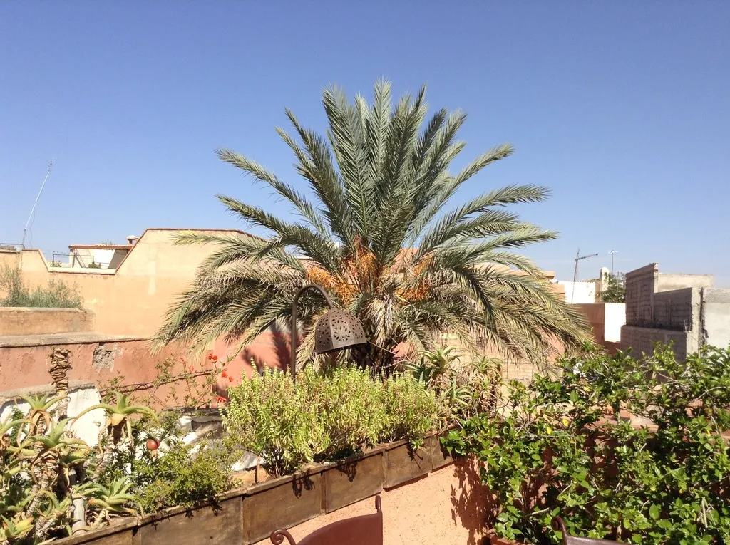 Terrace, Dar Zemrane, Marrakech