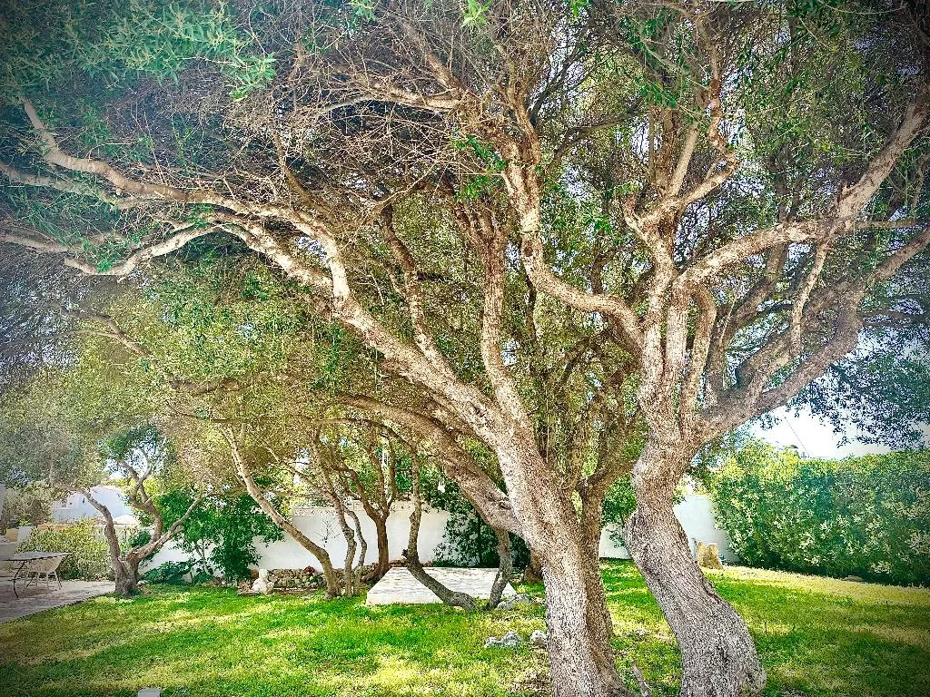 FAMILY ROOM EXECUTIVE KING BED Room, Starbal, Menorca
