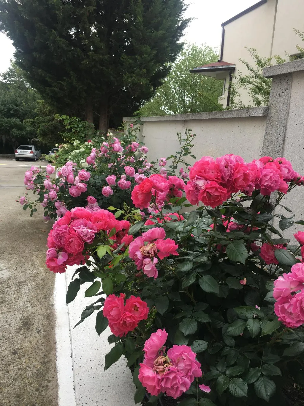 Terrace, Zora, Bourgas
