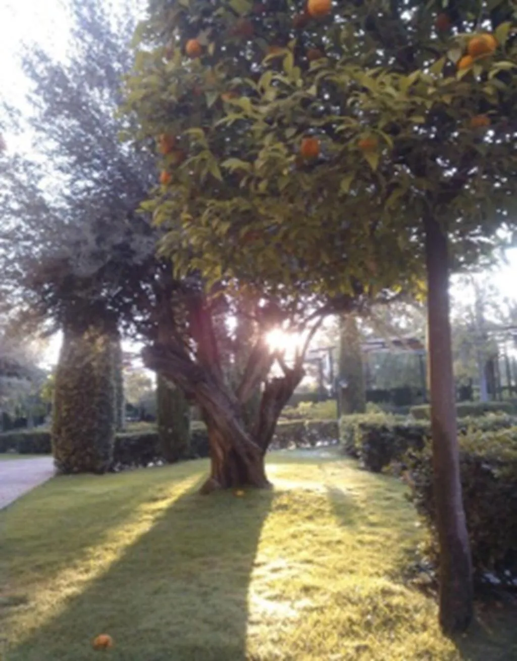 Terrace, AD Hoc Parque Golf, Valencia