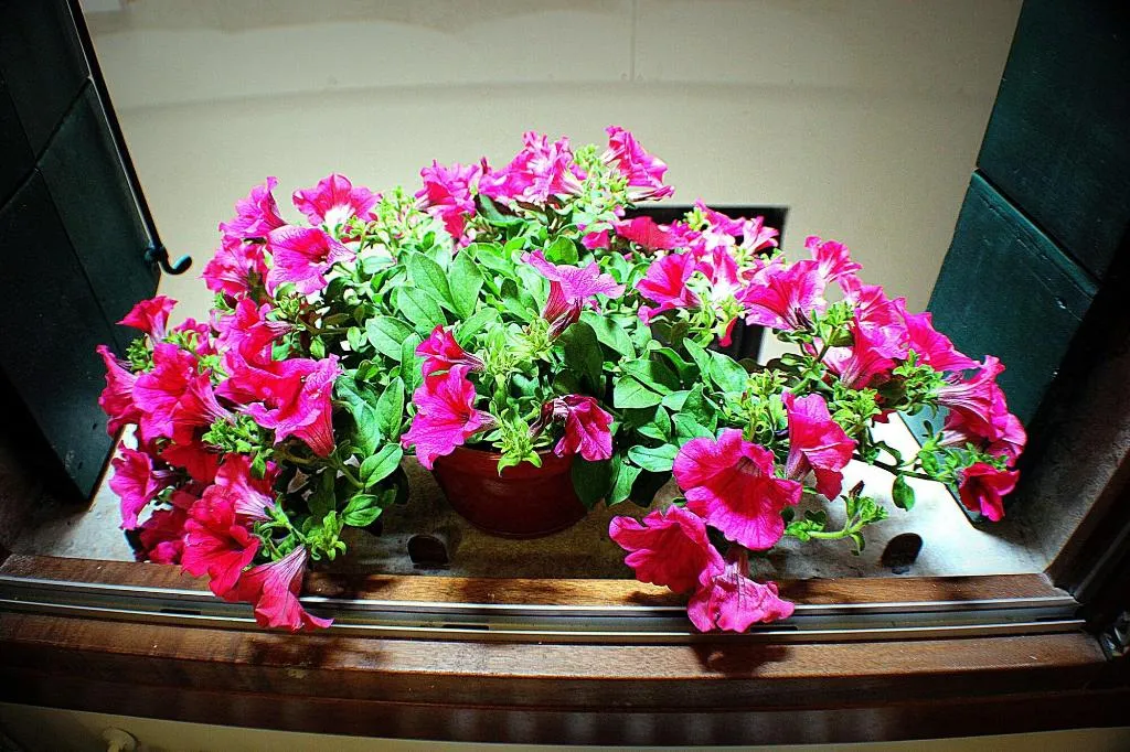 Lobby, Silver Star Guest House, Venice