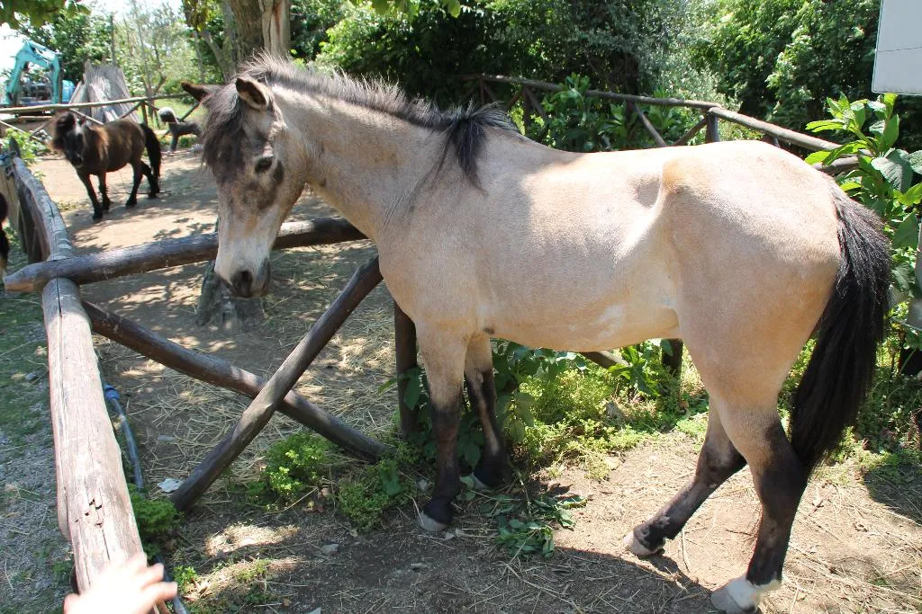 Sports and Entertainment, Agriturismo Piccolo Paradiso, Naples