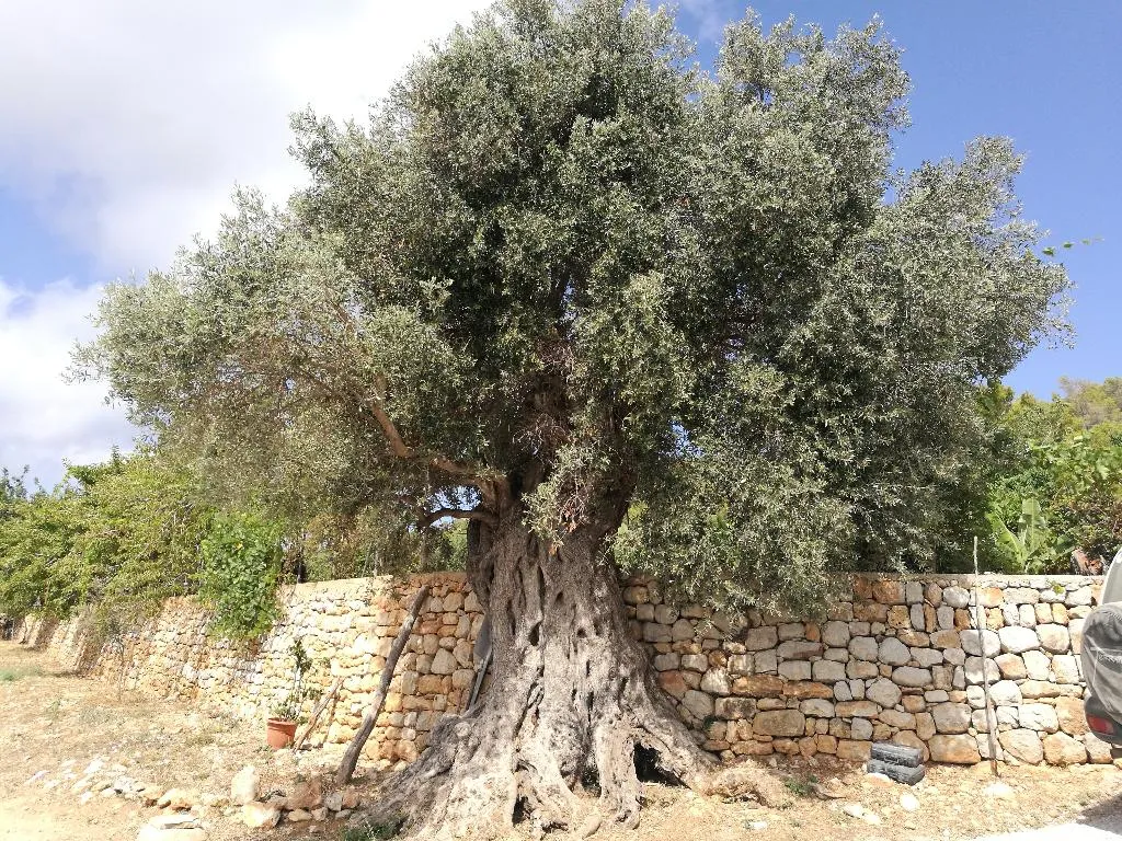 Terrace, Agroturismo Can Prats, Ibiza