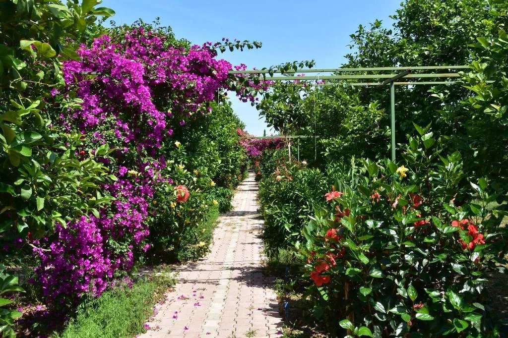General view, Lemon Garden Lodge, Antalya