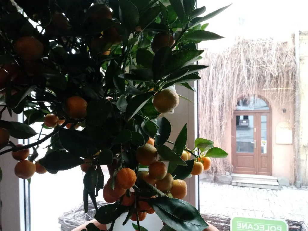 Restaurant, Shalom Kazimierz, Krakow