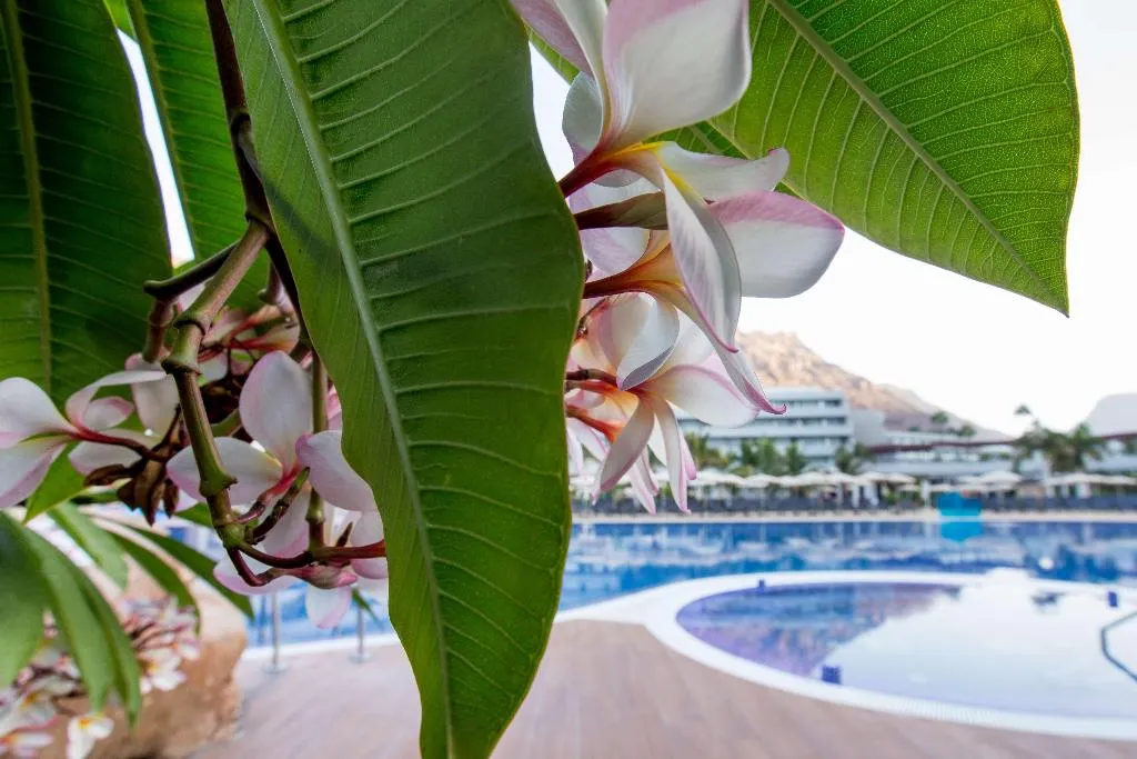 Pool, Radisson Blu Resort & Spa Gran Canaria Mogan, Gran Canaria