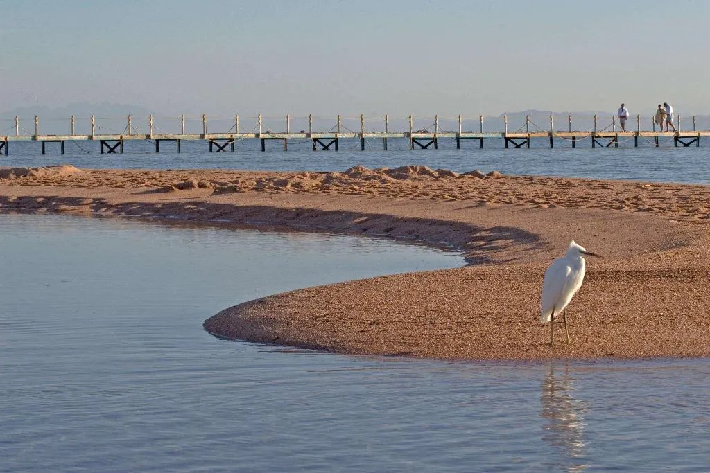 Beach, Aurora Oriental Resort, Red Sea Riviera